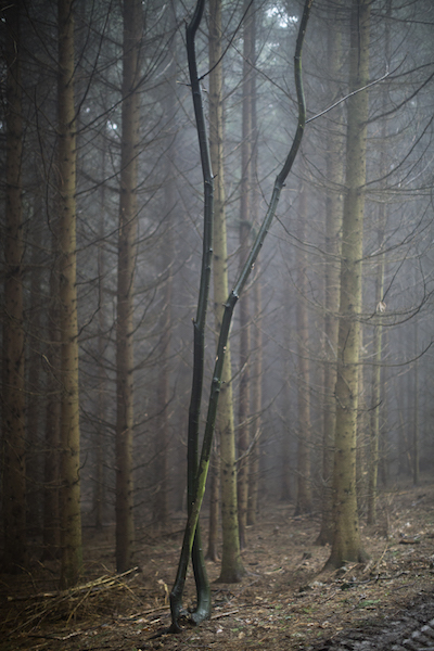 Des arbres en hiver : Portraits d’arbres © Denis Darzacq